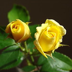 yellow roses