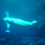 Beluga