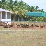 LOVELY EMUS AT POLLACHI