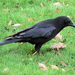 Crow