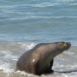Australian Sea Lion
