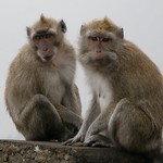 Two monkeys