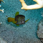 Boxfish