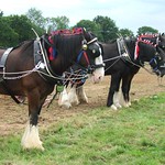 shirehorses
