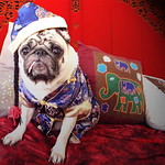 *SMILING PUG* - 恭喜发财! Gong Xi Fa Cai! , HAPPY CHINESE NEW YEAR, LUCKY PUG FOR LUCKY YEAR *-*
