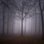 One Tree in the Forest