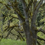 400 Years and Growing