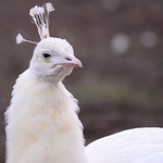 White Peacock