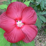 Hibiscus 'Luna Red'