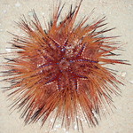 Sea Urchin