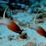 Fire Goby