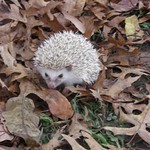 Baby Elvis Comes Home! 009