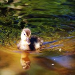 Another little one. - On Explore