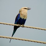 Blue-bellied Roller