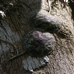 Hoya imbricata leaves