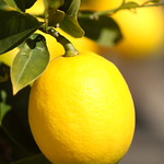 Meyer lemon
