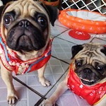 *SMILING PUG* - 恭喜发财! Gong Xi Fa Cai! , HAPPY CHINESE NEW YEAR, LUCKY PUGS, PUG CHINADOLLS MODELS BY MEL B & MEL C*-*