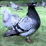 pigeon