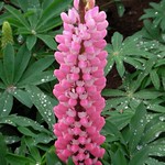 lupine