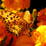 though all that glitters is not marigold...