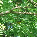 Lawerence's Warbler @ Kay Environmental Center - June 16th, 2007