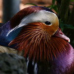 Mandarin Duck Portrait