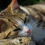 .....Ildebrando......