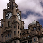 Liver building