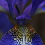 iris