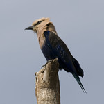 Blue-bellied Roller (Coracias cyanogaster)