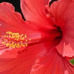 Hibiscus
