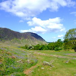 Bluebells at Rannerdale