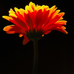 Come on baby light my fire!