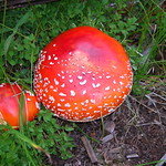magic mushroom