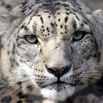 Luck Be a Lady............Olga is her name!