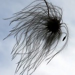seed silhouette