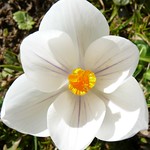 First sign of spring