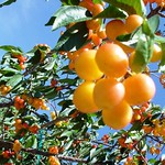 Cherry Picking 06-07 027