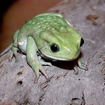 Waxy Monkey Frog