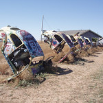 Beetle Graveyard