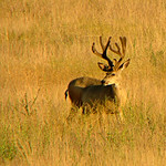 Mule Deer Buck in Velvet