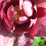 hellebore double red_11