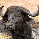 Cape Buffalo in the Mud