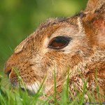 Bright eyes...burning like fire...