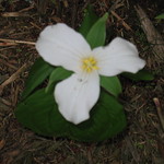 Trillium