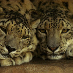 Cuddling Snow Leopards