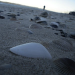 She sells sea shells