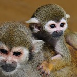 Squirrel monkey