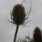 Teasel