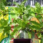 Swiss Chard Lucullus